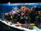 aquarium-von-dirk-schaefer-becken-10342_19.02.2012
