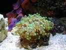 aquarium-von-dirk-schaefer-becken-10342_19.02.2012