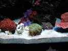 aquarium-von-dirk-schaefer-becken-10342_19.02.2012