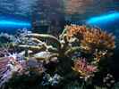 aquarium-von-dirk-schaefer-becken-10342_19.02.2012