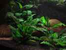 aquarium-von-heiko-stracke-becken-11535_18.2.12