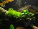 aquarium-von-heiko-stracke-becken-11535_18.2.12