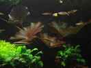 aquarium-von-heiko-stracke-becken-11535_18.2.12