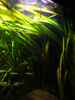 aquarium-von-heiko-stracke-becken-11535_18.2.12