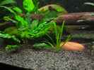 aquarium-von-heiko-stracke-becken-11535_18.2.12