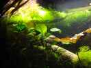 aquarium-von-heiko-stracke-becken-11535_Schwimmpflanzen 18.2.12