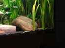 aquarium-von-heiko-stracke-becken-11535_18.2.12