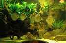aquarium-von-horst-sander-becken-18099_