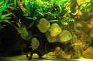 aquarium-von-horst-sander-becken-18099_