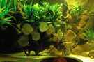 aquarium-von-horst-sander-becken-18099_