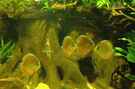 aquarium-von-horst-sander-becken-18099_