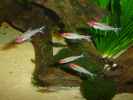 aquarium-von-carsten-klein-rio-pampo_
