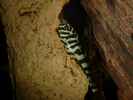 aquarium-von-carsten-klein-rio-pampo_L 134