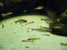 aquarium-von-carsten-klein-rio-pampo_