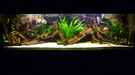 aquarium-von-carsten-klein-rio-pampo_20.02.2012