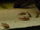 aquarium-von-carsten-klein-rio-pampo_