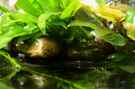 aquarium-von-saskia-berkemeier-little-dark-african_