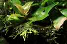 aquarium-von-saskia-berkemeier-little-dark-african_Hygrophila emers