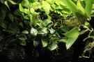 aquarium-von-saskia-berkemeier-little-dark-african_Anubia nana bonsai