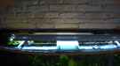 aquarium-von-matze70-600l-diskusbecken_von oben mit  Leuchtbalken 2x80Watt
