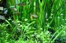 aquarium-von-saskia-berkemeier-becken-21656_Vallisneria nana + Hydrocotyle tripartia