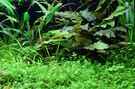 aquarium-von-saskia-berkemeier-becken-21656_