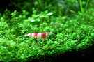 aquarium-von-saskia-berkemeier-becken-21656_