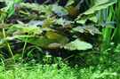 aquarium-von-saskia-berkemeier-becken-21656_