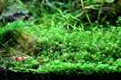 aquarium-von-saskia-berkemeier-becken-21656_