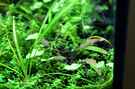 aquarium-von-saskia-berkemeier-becken-21656_ Cryptocoryne