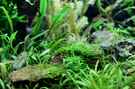 aquarium-von-saskia-berkemeier-becken-21656_