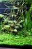 aquarium-von-saskia-berkemeier-becken-21656_