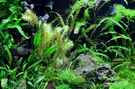 aquarium-von-saskia-berkemeier-becken-21656_
