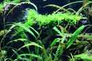 aquarium-von-saskia-berkemeier-becken-21656_Triangelmoos
