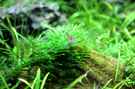 aquarium-von-saskia-berkemeier-becken-21656_