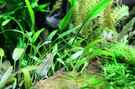 aquarium-von-saskia-berkemeier-becken-21656_