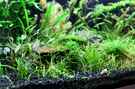 aquarium-von-saskia-berkemeier-becken-21656_