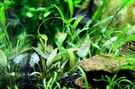 aquarium-von-saskia-berkemeier-becken-21656_