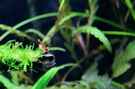 aquarium-von-saskia-berkemeier-becken-21656_