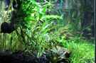 aquarium-von-saskia-berkemeier-becken-21656_