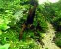 aquarium-von-der-andy-einst-war-das-chaos_Baumstumpf