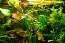 aquarium-von-mira13-becken-22017_Dschungel