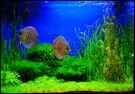 aquarium-von-superkicker-%28frank-fiedler%29-gruener-wuerfel_