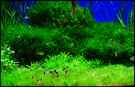 aquarium-von-superkicker-%28frank-fiedler%29-gruener-wuerfel_