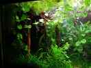 aquarium-von-denise83-kardinaelchen-und-co_Das perfekte HMF-Versteck :-)