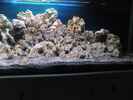 aquarium-von-miese97-saulosi-artenbecken_