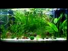 aquarium-von-stefan-peter-becken-22278_125 l Gesellschaftsbecken