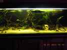aquarium-von-metamorphois-parachanna-obscura_