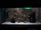 aquarium-von-spaceace-malawi-aufzuchtsbecken_