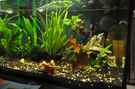 aquarium-von-jonathan-nano-becken-20-liter_